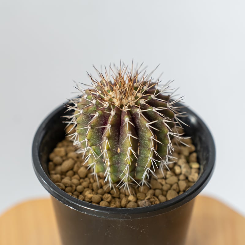 ユーベルマニア ルブラ 実生 uebelmannia rubra 多肉植物 珍奇植物 ANTI