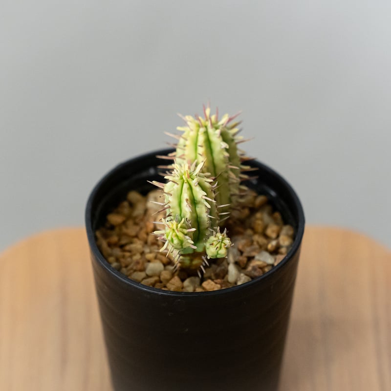 ユーフォルビア 紅彩閣錦 エノプラ 斑入り Euphorbia enopla 塊根植物