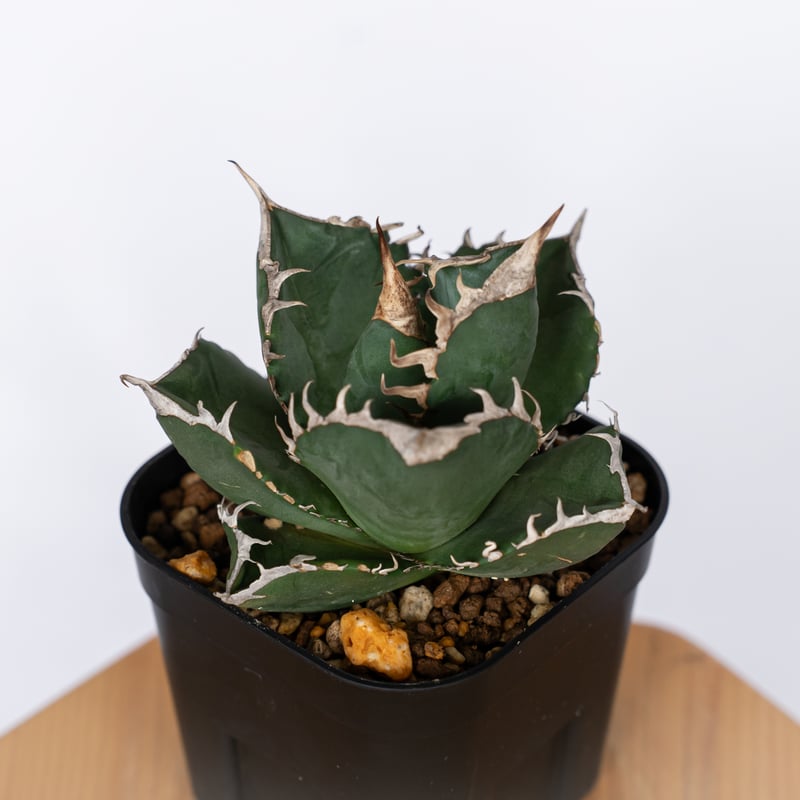 1 SAD 南アフリカダイヤモンド 肉厚短葉コンパクト TC株 アガベ