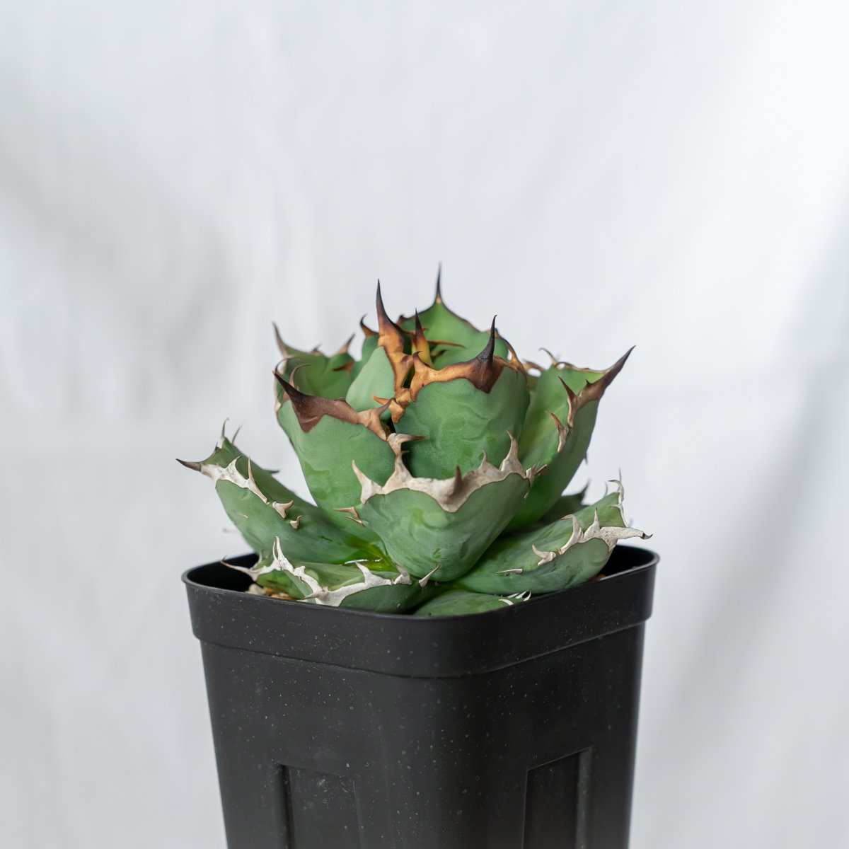 アガベ チタノタ 姫厳竜 美株 OC株【発根管理中】Agave titanota 多肉