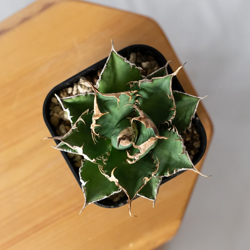アガベ チタノタ 緑幽霊【発根管理中】TC株 Agave titanota 多肉植物