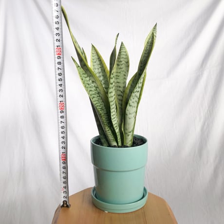 サンスベリア ローレンティー トラノオ 鉢セット Sansevieria trifasciata Laurentii  観葉植物 多肉植物 インテリアグリーン 静岡 ANTIDOTE 通販 S1299