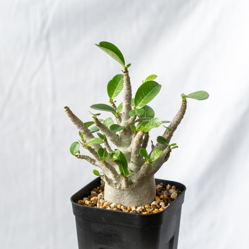 アデニウム　ブラックスキン　発根済み アデニウム アラビカム ブラックスキン【発根管理中】Adenium Arabicum