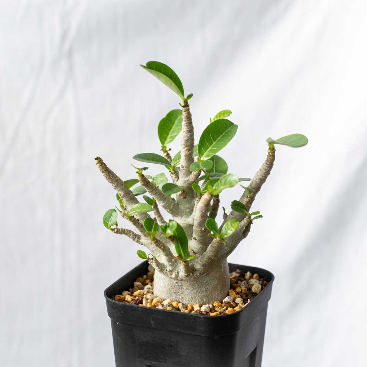 アデニウム　ブラックスキン　発根済み アデニウム アラビカム ブラックスキン【発根管理中】Adenium Arabicum
