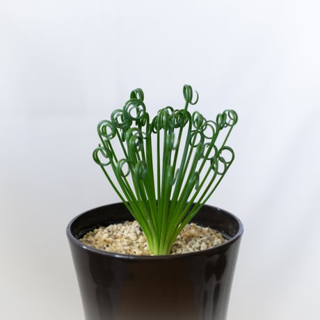 アルブカ スピラリス フリズルシズル Albuca spiralis Frizzle sizzle 塊根植物 多肉植物 珍奇植物 静岡 ANTIDOTE 通販 S989