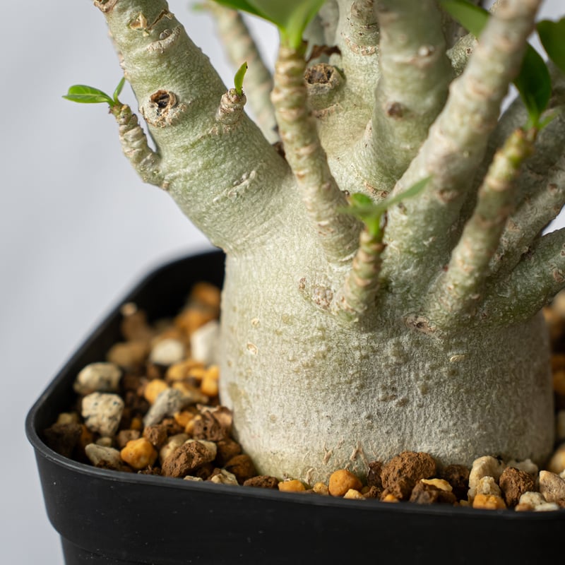 アデニウム アラビカム ブラックスキン【発根管理中】Adenium Arabicum