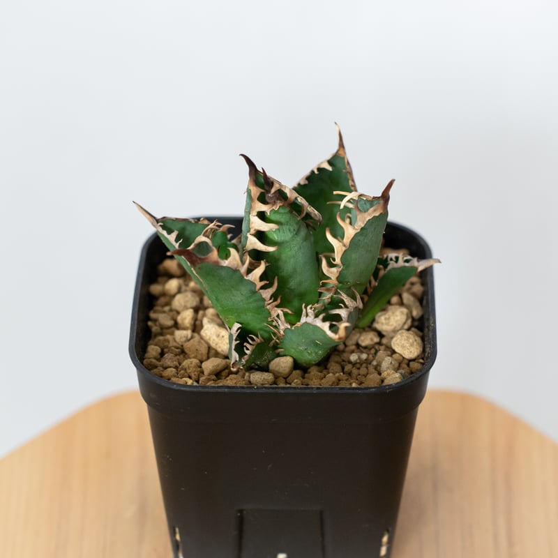 アガベ チタノタ 赤猫 OC株 美株 【発根管理中】Agave titanota Red Ca