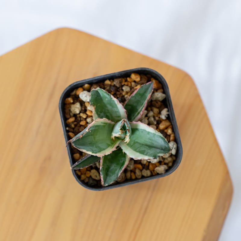 アガベ_ブラック&ブルー　白覆輪 アガベ_ブラック&ブルー 白覆輪 【公式通販】