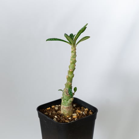 ドルステニア ギガス 実生 Dorstenia gigas 塊根植物 コーデックス 多肉植物 珍奇植物 静岡 ANTIDOTE 通販 S1452