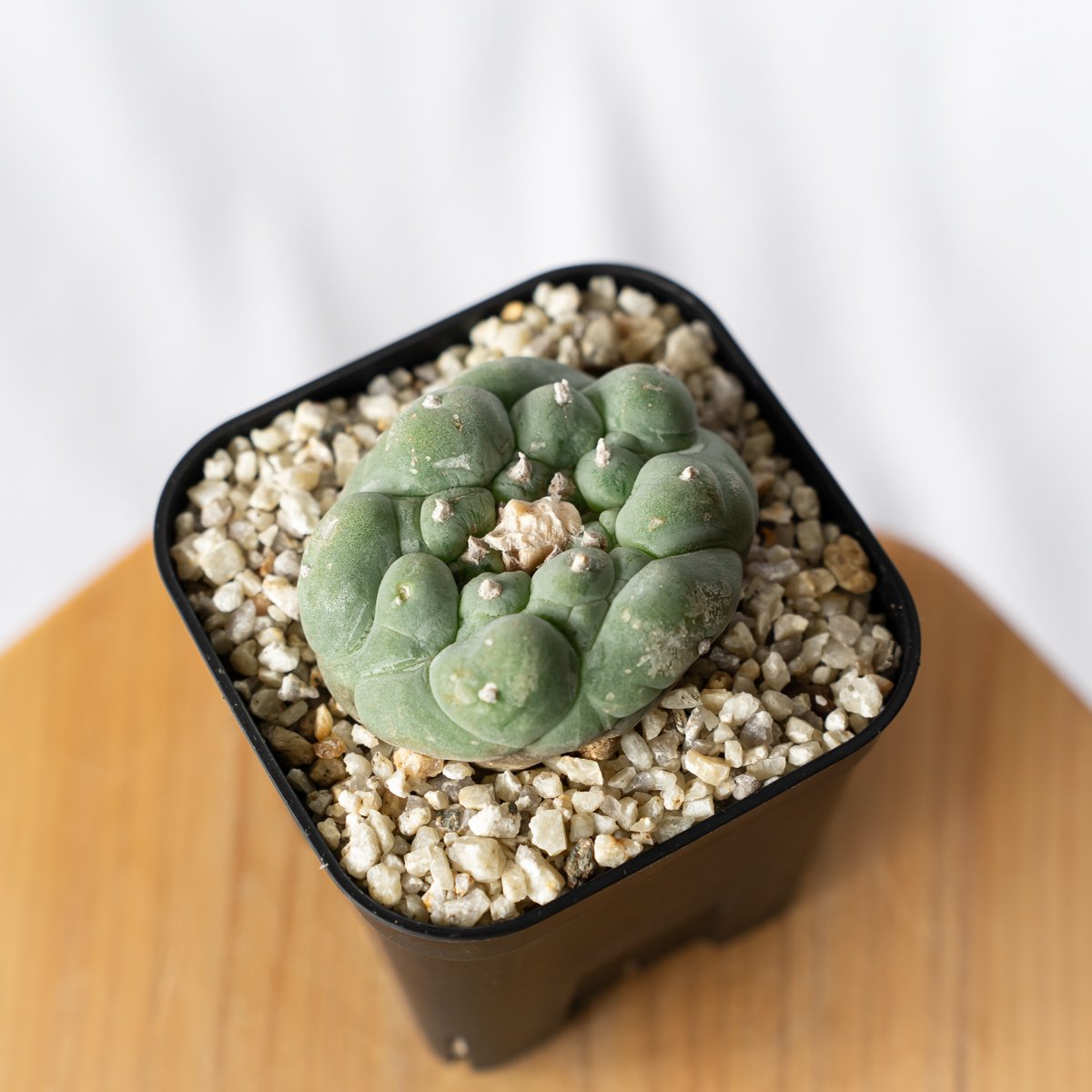ロフォフォラ　疣銀冠玉錦　美株 ロフォフォラ 疣銀冠玉 実生 美株 Lophophora williamsii var. de