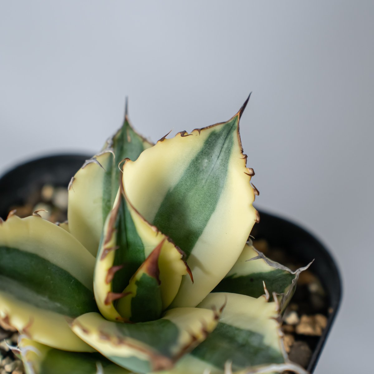 超美株！！アガベ　チタノタ　スナグルトゥース アガベ チタノタ スナグルトゥース Agave titanota Snaggle