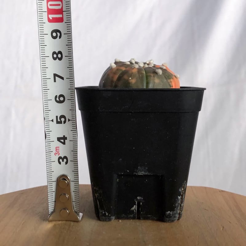 アストロフィツム 瑠璃兜錦 赤斑 美株 実生 Astrophytum asterias 多肉
