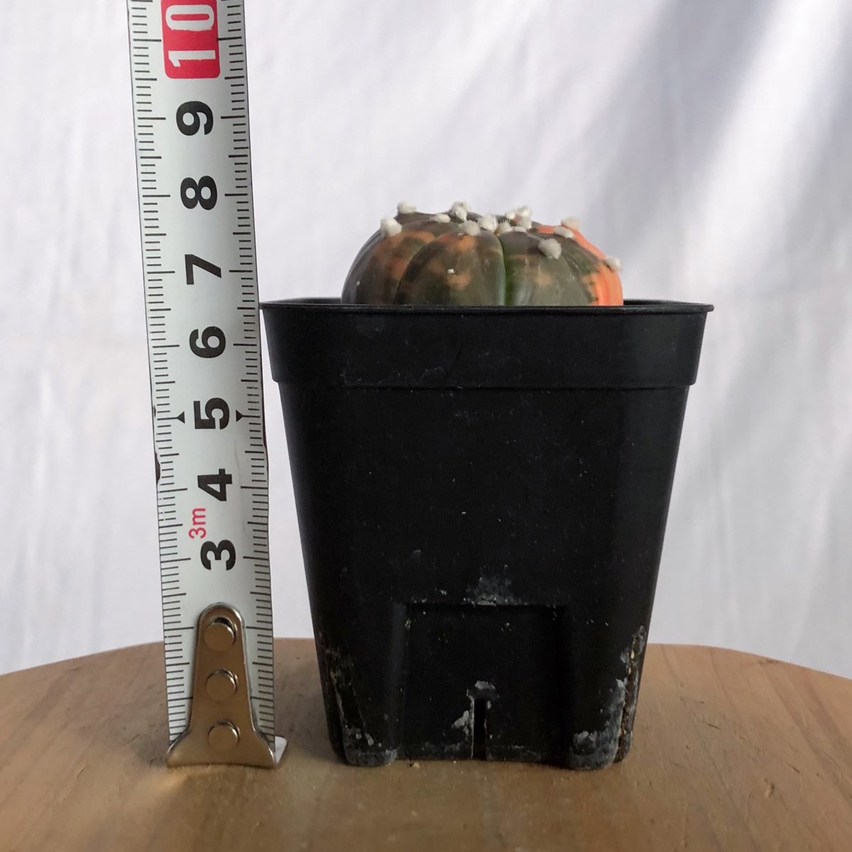 アストロフィツム 瑠璃兜錦 赤斑 美株 実生 Astrophytum asterias 多肉