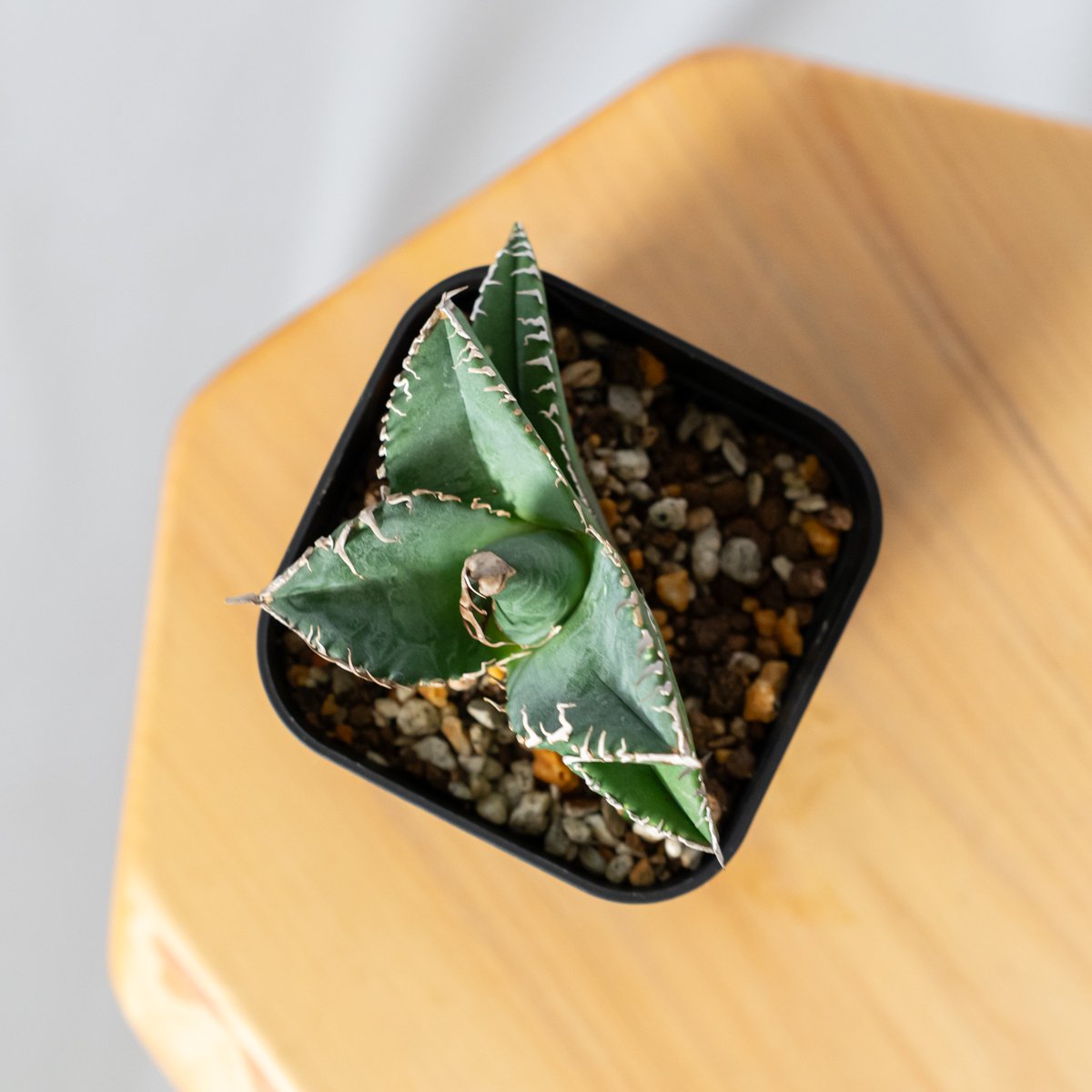 アガベ チタノタ 悪魔くん TC株 Agave titanota Bakemono 多肉植物