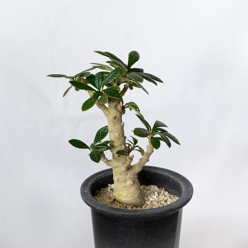 ドルステニア ギガス Dorstenia gigas 実生 塊根植物 多肉植物 珍奇
