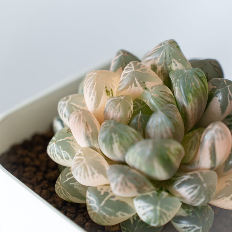 ハオルチア　オマケ ハオルチア ブラックオブツーサ錦 Haworthia obtusa Black 多肉