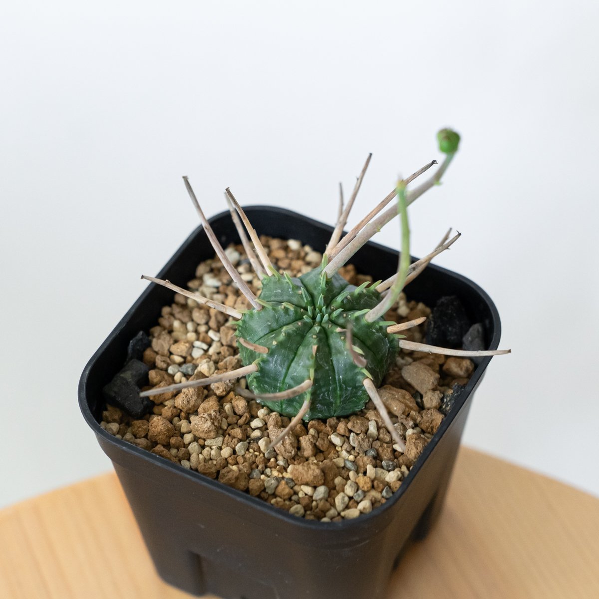 ユーフォルビア スーパーバリダ 美株 雌株 メス株 実生 Euphorbia