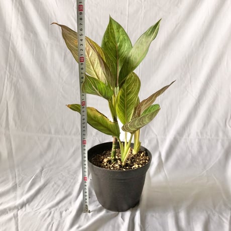 アグラオネマ レッドアーミー aglaonema 観葉植物 静岡 ANTIDOTE 通販 S４０