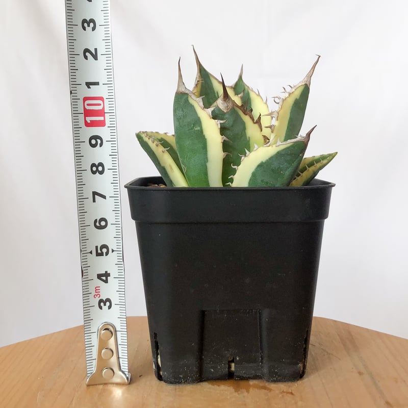 アガベ チタノタ スナグルトゥース OC株 美株 Agave titanota Snaggle