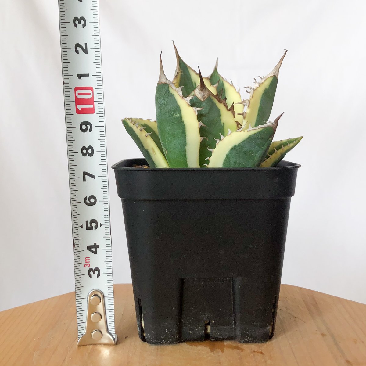 アガベ チタノタ スナグルトゥース OC株 美株 Agave titanota Snaggle