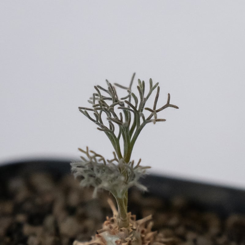 モンソニア ペニクリナム 実生 Monsonia peniculinum サルコカウロン