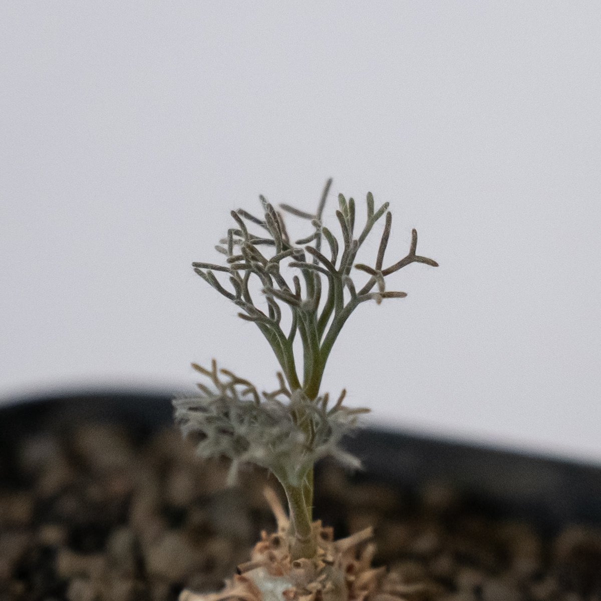 モンソニア ペニクリナム 実生 Monsonia peniculinum サルコカウロン