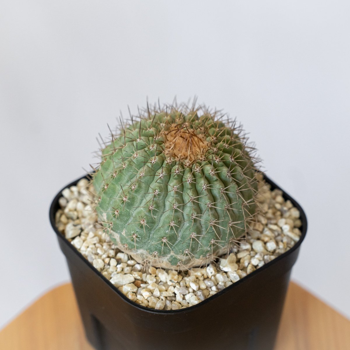 コピアポア コルムナアルバ 孤竜丸 台付 美株 Copiapoa cinerea var. c