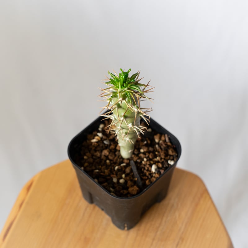 パキポディウム アンボンゲンセ 実生 Pachypodium ambongense