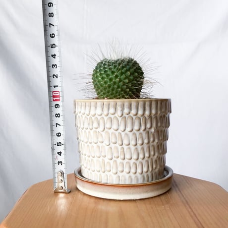 マミラリア ピコ 鉢セット Mammillaria spinosissima pico サボテン 多肉植物 観葉植物 静岡 ANTIDOTE 通販 S1341