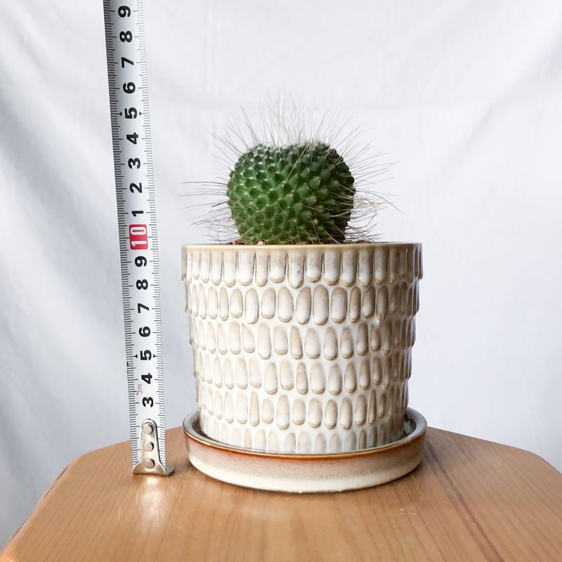 マミラリア ピコ 鉢セット Mammillaria spinosissima pico サボテ