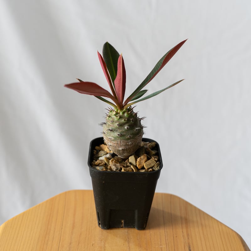 ユーフォルビア パキポディオイデス Euphorbia pachypodioides 多肉植物