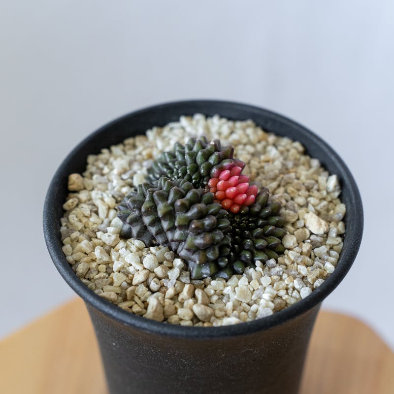 ナッシー様)ギムノカリキウム　エリナセウムとシッケンダンツィーフルセット+おまけ ギムノカリキウム LB2178 x TLUX 「Gymnocalycium LB2178