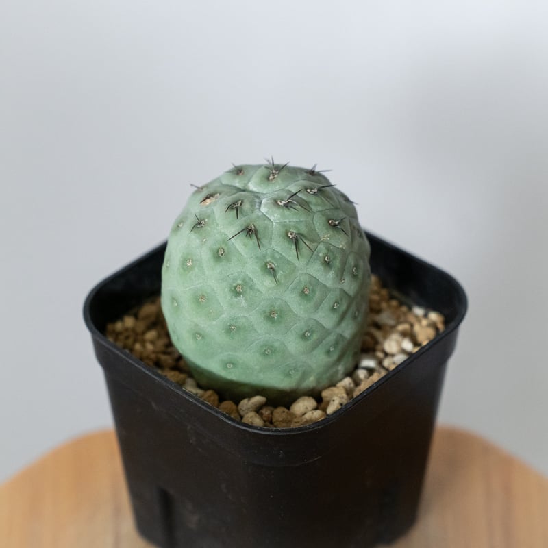 テフロカクタス ゲオメトリクス 実生【発根管理中】Tephrocactus
