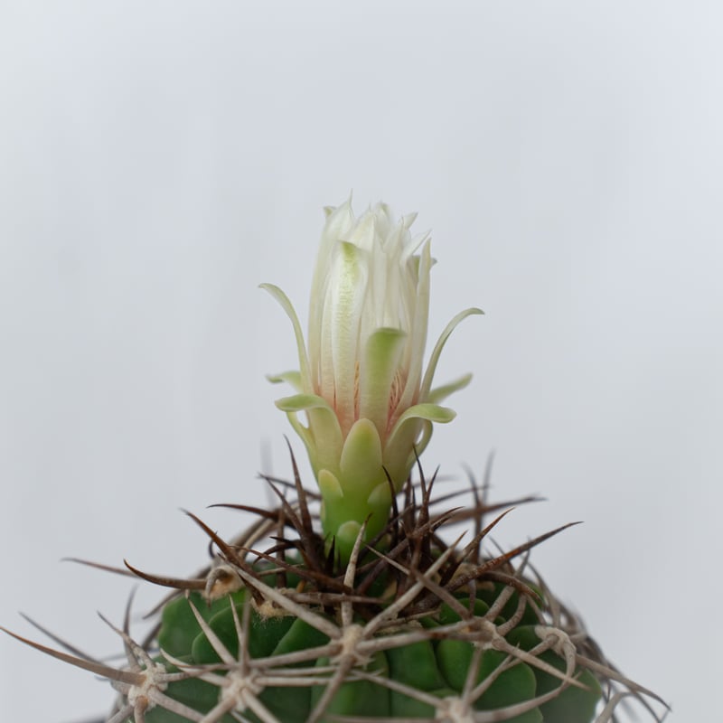 ギムノカリキウム フェロシオール 実生 Gymnocalycium hybopleurum v