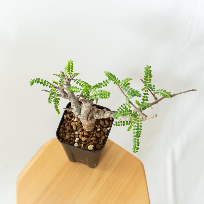 ボスウェリア ネグレクタ【発根管理中】Boswellia neglecta 多肉植物