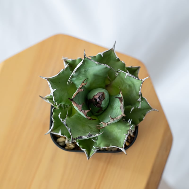 アガベ チタノタ 姫厳龍【発根管理中】OC株 美株 Agave titanota