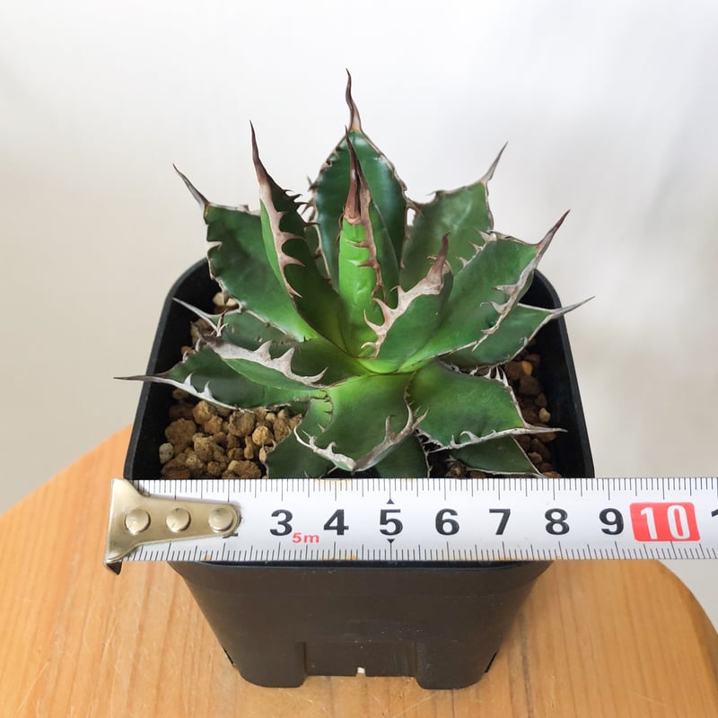 アガベ 姫ホリダ OC株 ベアルート Agave horrida 多肉植物 珍奇植物