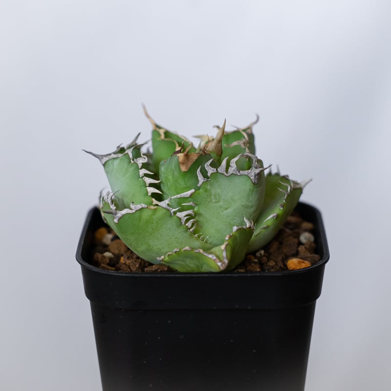 アガベ チタノタ フィリグリー OC株 agave titanota filigree 多肉植