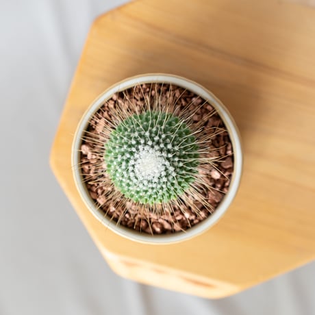 マミラリア ピコ 鉢セット Mammillaria spinosissima pico サボテン 多肉植物 観葉植物 静岡 ANTIDOTE 通販 S1341