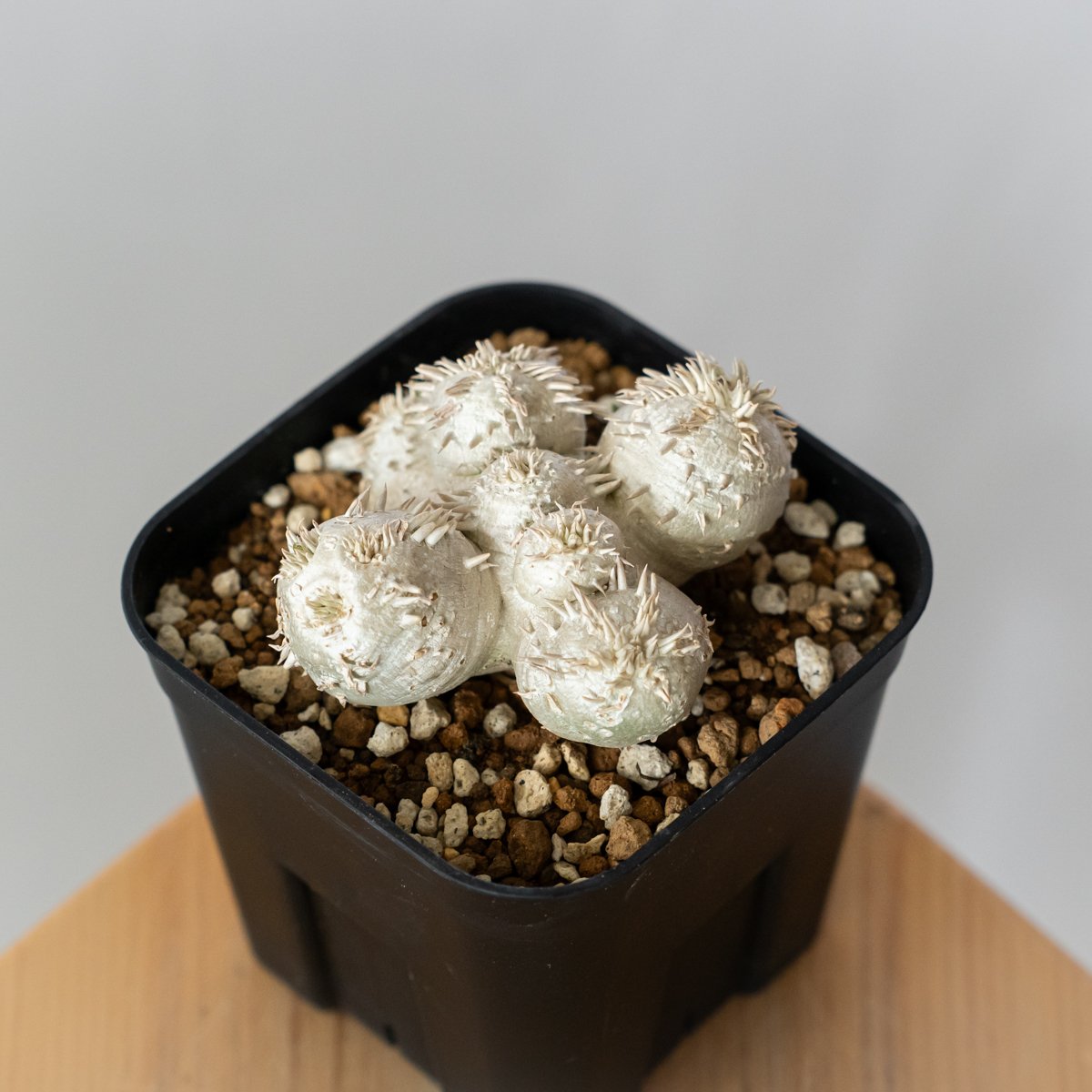 パキポディウム ブレビカウレ 恵比寿笑い 実生 Pachypodium brevicaule