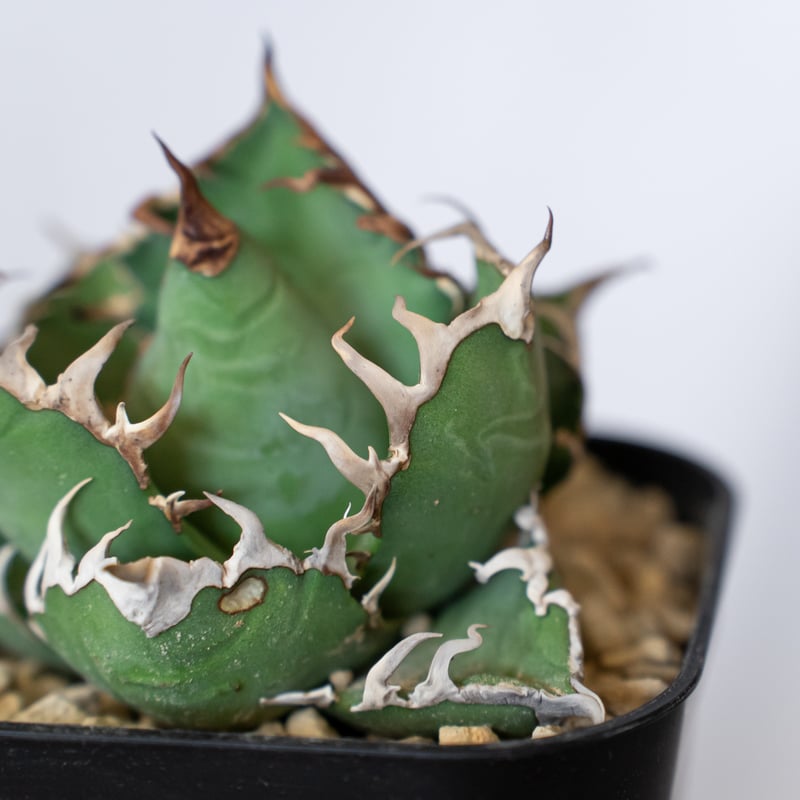 アガベ チタノタ シーザー 美株 OC株 Agave titanota Caesar 多肉植物