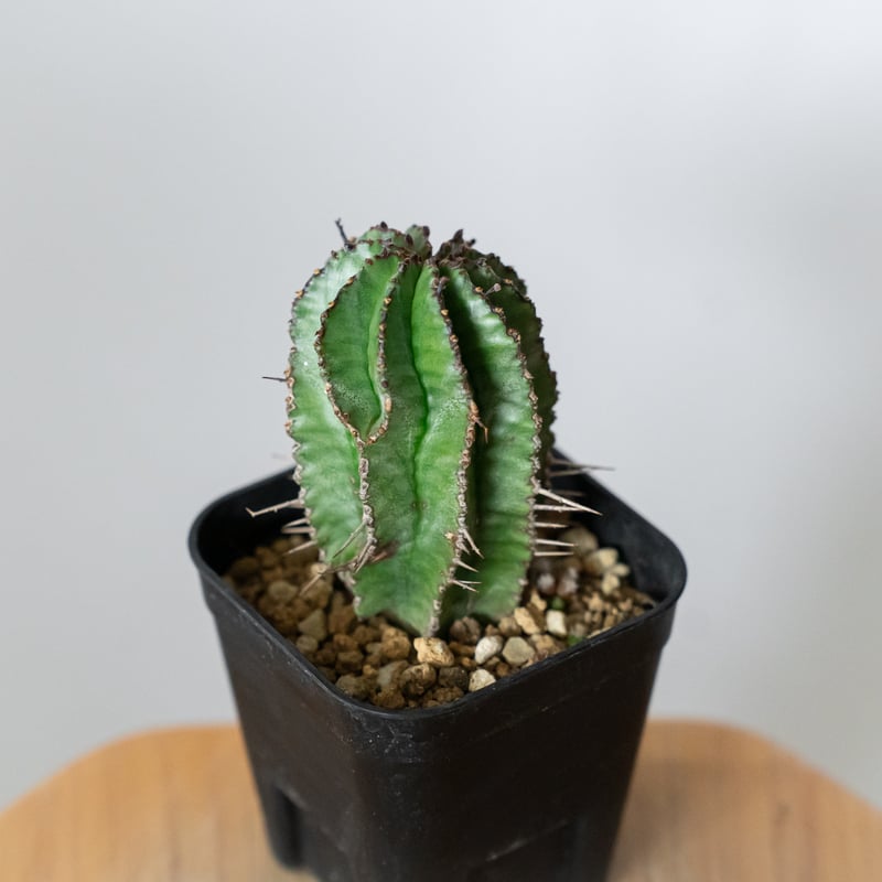 ユーフォルビア ホリダ 実生 Euphorbia horrida 多肉植物 珍奇植物 ANTI