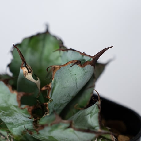 アガベ チタノタ ブラックアンドブルー BB  OC株【発根管理中】Agave titanota Black & Blue 多肉植物 珍奇植物 静岡 ANTIDOTE 通販 S1310
