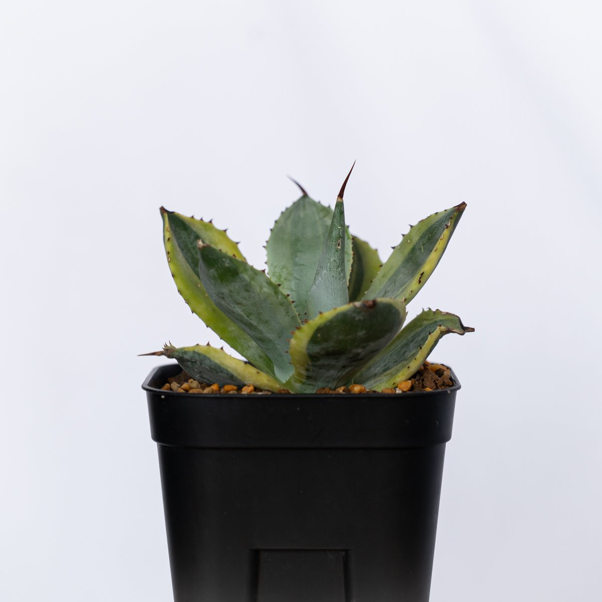 アガベ ポタトラム 三宅雷神 OC株 【発根管理中】Agave potatorum Miyak