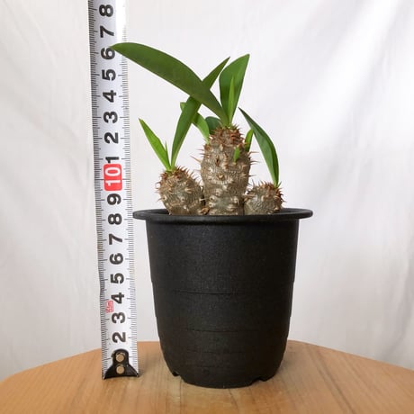 ユーフォルビア ハイブリッド  実生 パルビメデューサエ×ミリー ハナキリン　Euphorbia hybrid 多肉植物 珍奇植物 静岡 ANTIDOTE 通販 S1498