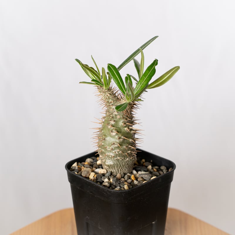 パキポディウム グラキリス 実生 pachypodhium Gracilius 塊根植物 コー