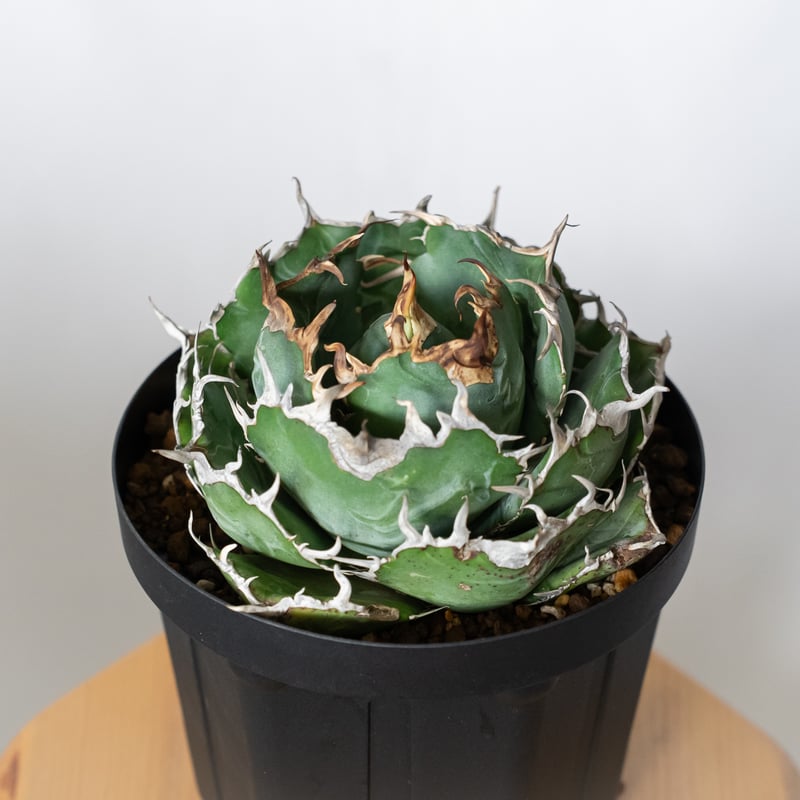 アガベ チタノタ 白鯨 特大株 【発根管理中】OC株 Agave titanota White