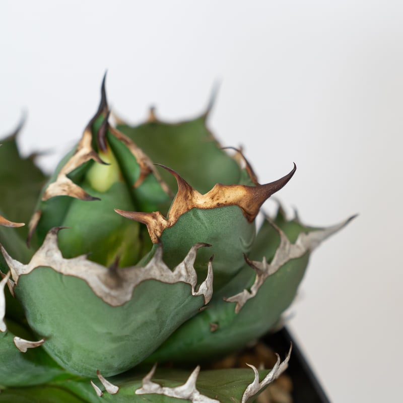 アガベ チタノタ 姫厳竜 OC株 Agave titanota 多肉植物 珍奇植物 静岡