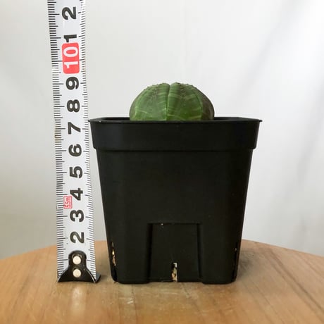 ユーフォルビア オベサ 実生 Euphorbia obesa 多肉植物 珍奇植物 静岡 ANTIDOTE 通販 S1487