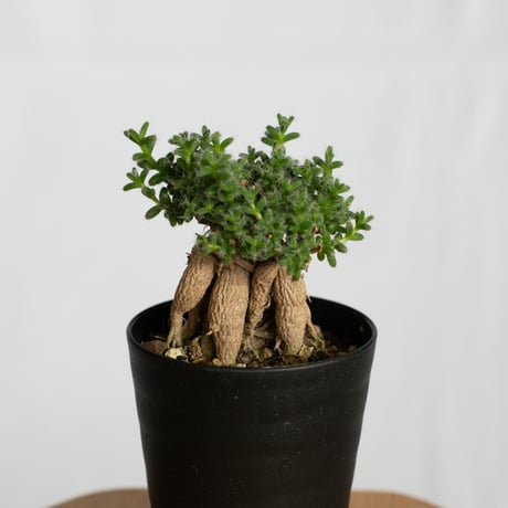 トリコディアデマ ブルボスム 姫紅子松 実生 Trichodiadema bulbosum 盆栽 塊根植物 コーデックス 多肉植物 珍奇植物 静岡 ANTIDOTE 通販 S1277